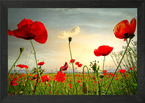 Klatschmohn poppy framed wall - klatschmohn,