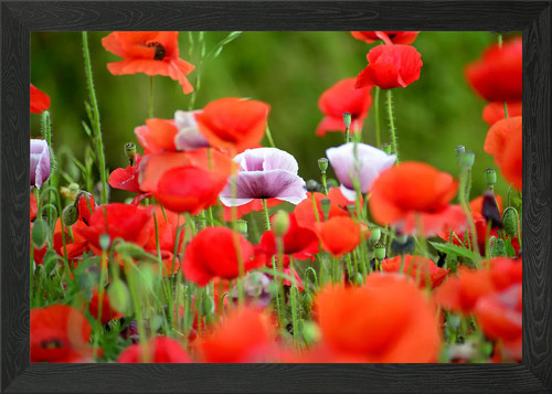 Klatschmohn poppy framed - framed, wall