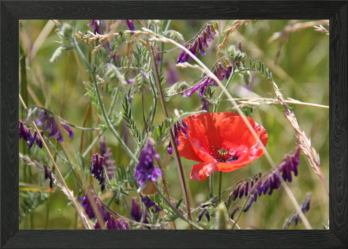 Klatschmohn poppy framed wall - klatschmohn,