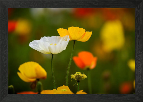 Klatschmohn poppy framed wall - framed,