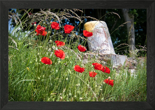 Klatschmohn poppy framed - klatschmohn,