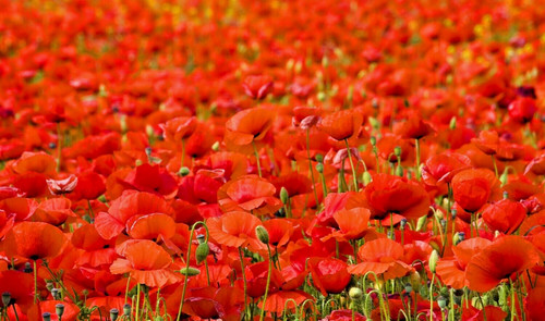 100 000 klatschmohn - 100.000, rote
