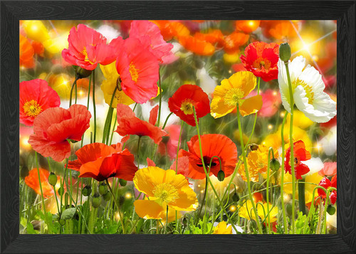 Klatschmohn poppy framed wall - klatschmohn,