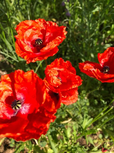 Klatschmohn mohn - klatschmohn,,