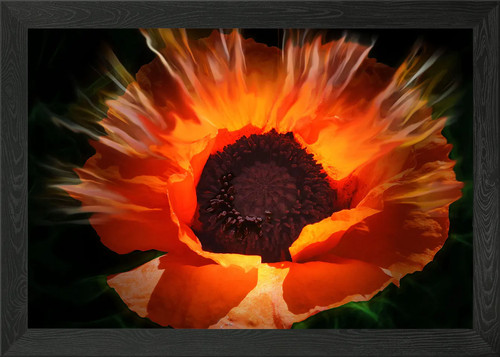 Klatschmohn poppy framed wall - framed,