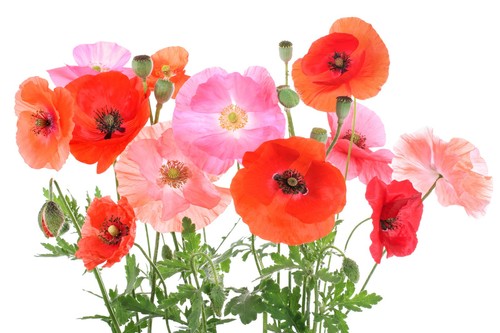 000 samen klatschmohn - samen,