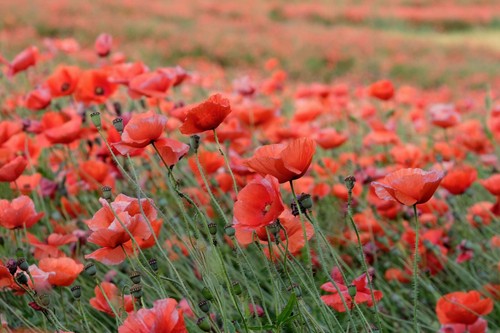 Klatschmohn 500 samen - klatschmohn, aus