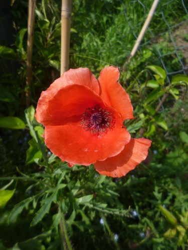 Klatschmohn papaver rhoeas - klatschmohn,,
