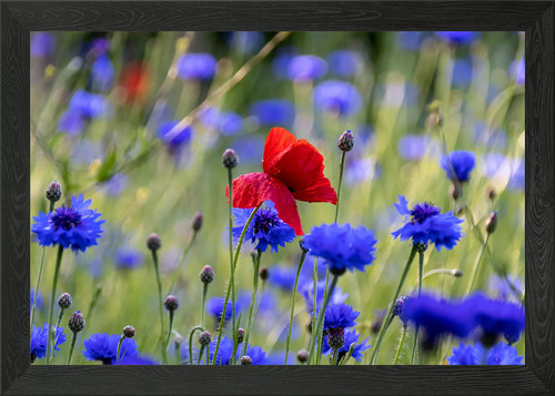 Klatschmohn poppy framed wall - poppy,