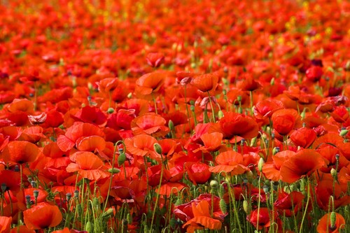 100000 samen roter - 100000,