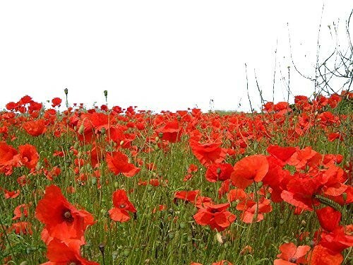 Echter klatschmohn papaver - klatschmohn, -papaver