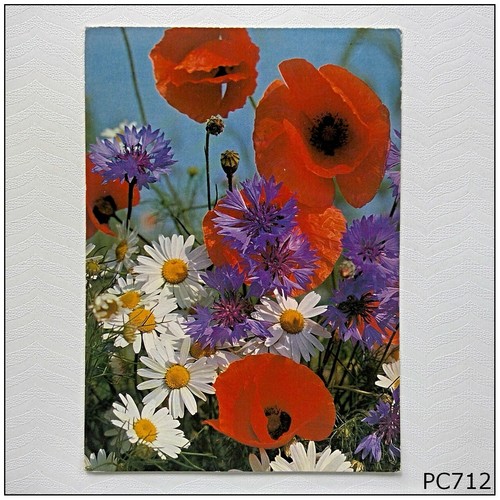 Klatschmohn papaver rhoeas - klatschmohn,