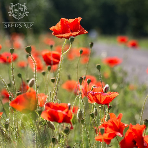 100 000 samen klatschmohn - 100.000,