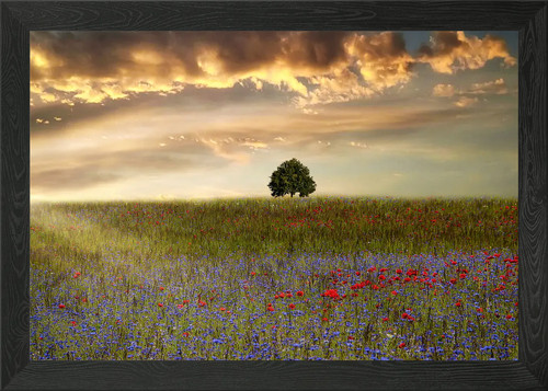 Klatschmohn poppy framed wall - framed,
