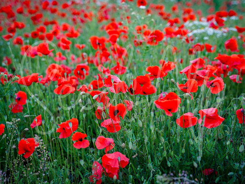 200 000 samen klatschmohn - samen,