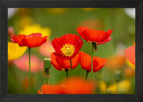 Klatschmohn poppy framed wall - poppy,