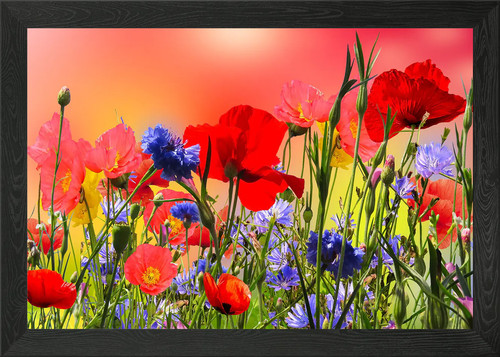 Klatschmohn poppy framed wall - framed,
