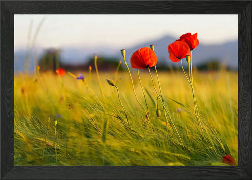 Klatschmohn poppy framed wall - framed,