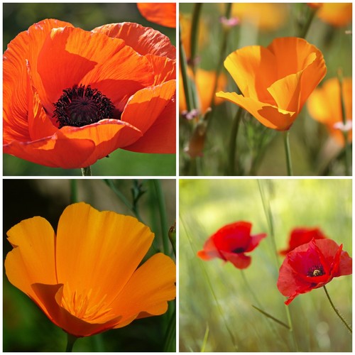 10m klatschmohn goldmohn - &,