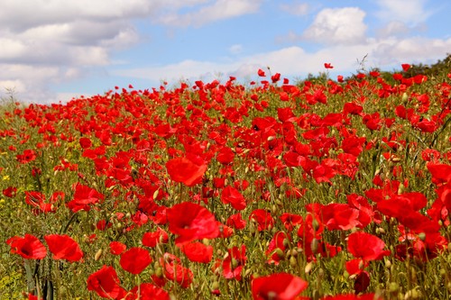 000 samen papaver rhoeas - rhoeas,