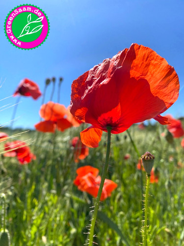 Klatsch mohn wilder - klatsch,