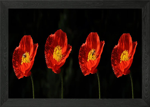 Klatschmohn poppy framed - poppy, wall