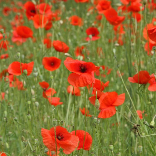 000 samen roter klatschmohn - 1.000+,